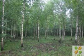 Участок 20 сот. (СНТ, ДНП)